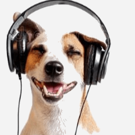 pet the dog The Trickster, a grinning jack russell wearing headphones